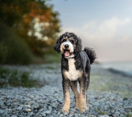 Tucker