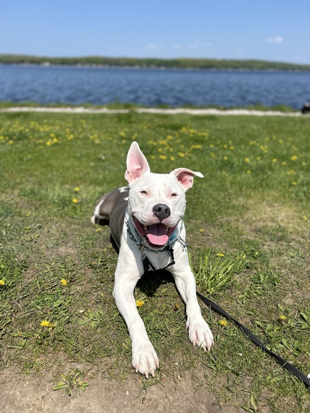Bolt