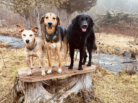 Shyla, Scout, Meesh