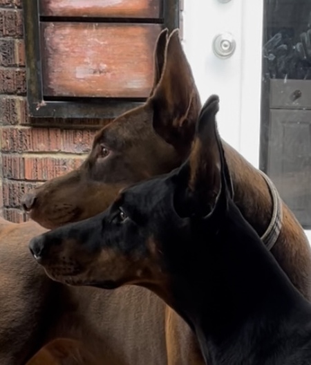 Loki and Jasmine 