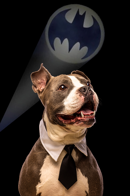 Bruce Wayne 