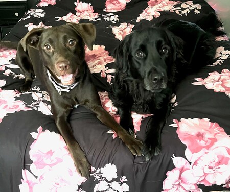 Ellie May and Duke Elliott
