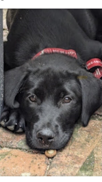 Darcy (foster now Ivy)