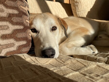 Howie