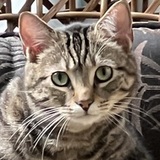 Entry image for Murphy