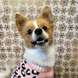 Entry image for Meena