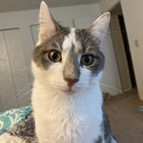 Entry image for Hineni 