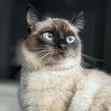 Entry image for Gravy