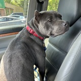 Entry image for Lemmi