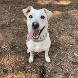 Entry image for Goose