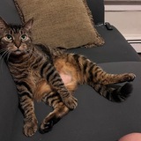 Entry image for Winston