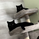 Entry image for Fred and Barny