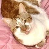 Entry image for Ollie