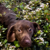 Entry image for Rhedd