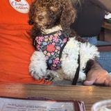 Entry image for Maggie