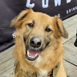 Entry image for Gator