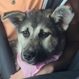 Entry image for Terra