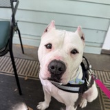 Entry image for Braveheart 