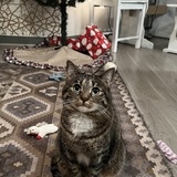 Entry image for Paloma