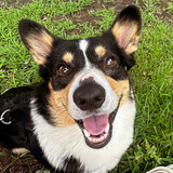 Entry image for Steve Harvey