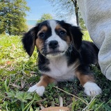 Entry image for Remi