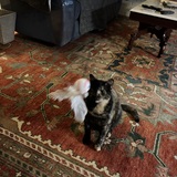 Entry image for Tinker Wiggins