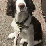 Entry image for Otis