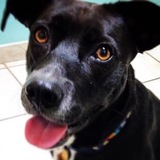 Entry image for CoCo