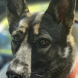 Entry image for Scarlett