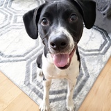 Entry image for Jack