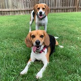 Entry image for Skye and Reign 