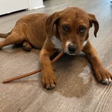 Entry image for Nala