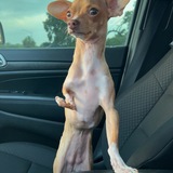 Entry image for Lil Bean