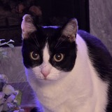 Entry image for Charlie