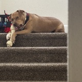 Entry image for Tank