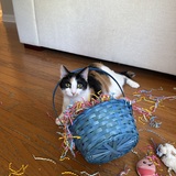 Entry image for Combo