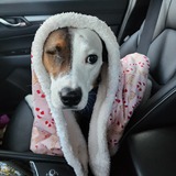 Entry image for Willow