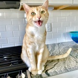 Entry image for Bubba