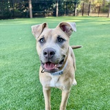 Entry image for Lacey Lou