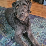 Entry image for Lupin