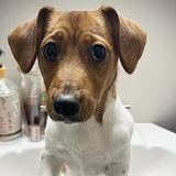 Entry image for Tumi