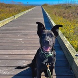 Entry image for Boston