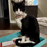 Entry image for Enzo