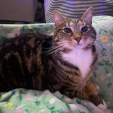 Entry image for Lola