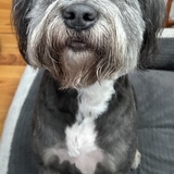 Entry image for Sadie