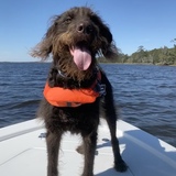 Entry image for Rhett