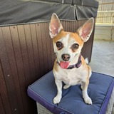 Entry image for Ginger