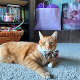 Entry image for Ginger