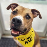 Entry image for Rocky