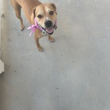 Entry image for Roxie